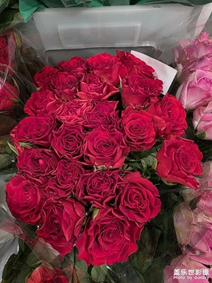 【秋日丽影】+那些花花