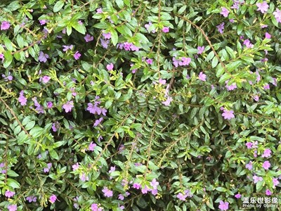 【秋日丽影】记录美好