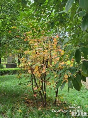 【秋日丽影】+静美时分