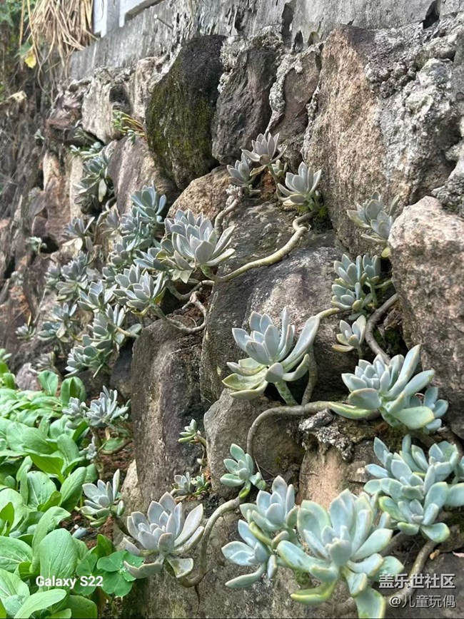 【拾秋镜画】农家小院