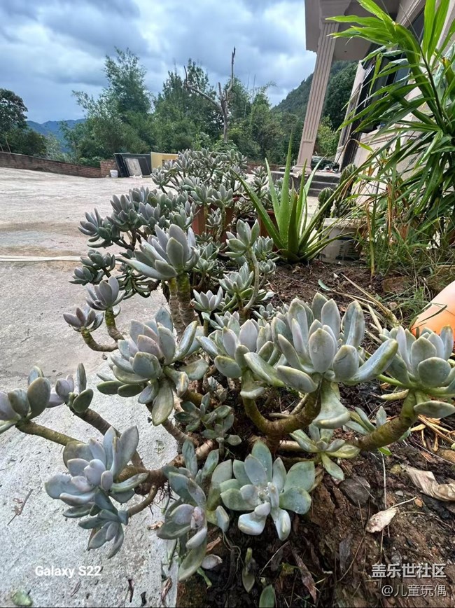 【拾秋镜画】农家小院