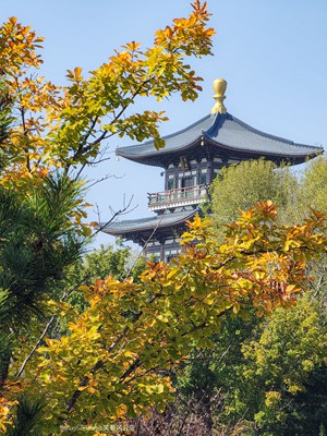 GalaxyS22Ultra  深秋丽影