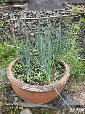 【秋尾拾光】乡下绿植