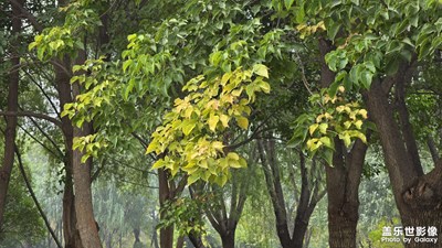 【秋尾拾光】清浅秋色