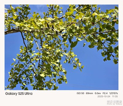 【秋尾拾光】+银杏树叶