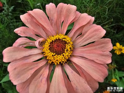 【秋尾时光】花草树