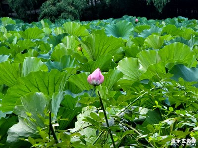 每日一拍