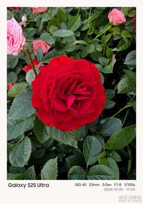 鲜花