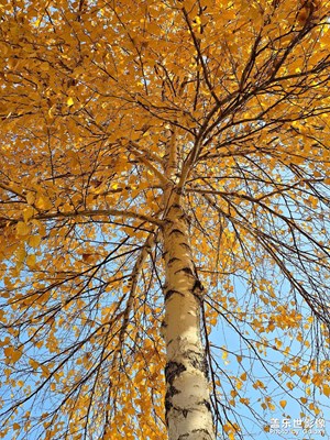 【秋尾拾光】+五光十色