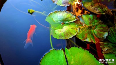 内心丰盈者 独行也独众