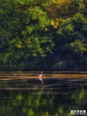 【秋尾拾光】+秋芦飘雪