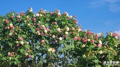 【秋尾拾光】+成都易园蜀西秘境看芙蓉花