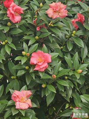 【秋尾拾光】+ 南方的秋绿油油