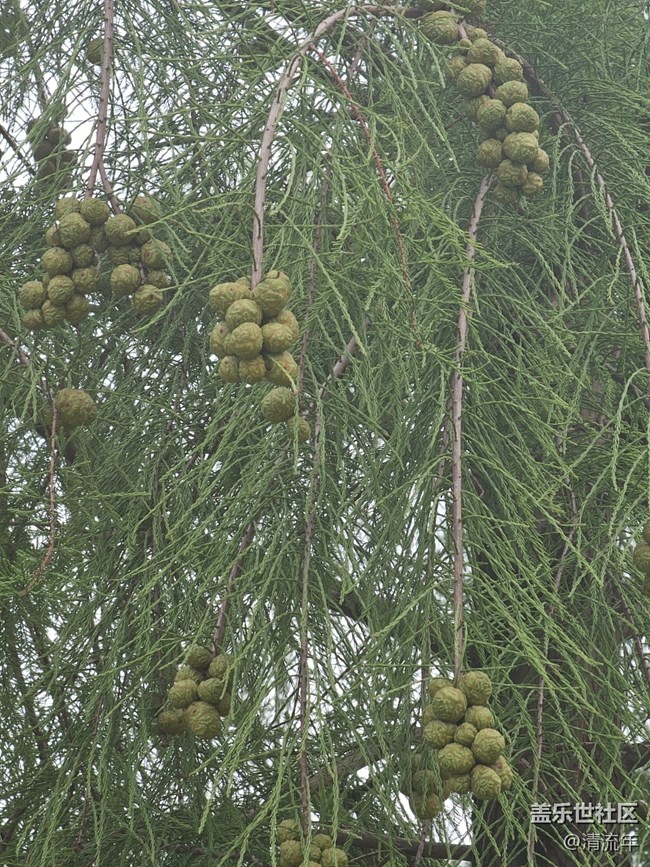 【秋天的明信片】秋日散步