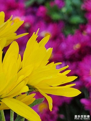 【秋尾拾光】赏秋菊