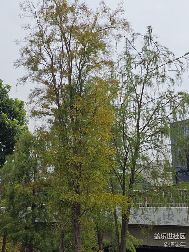 【秋天的明信片】秋日散步