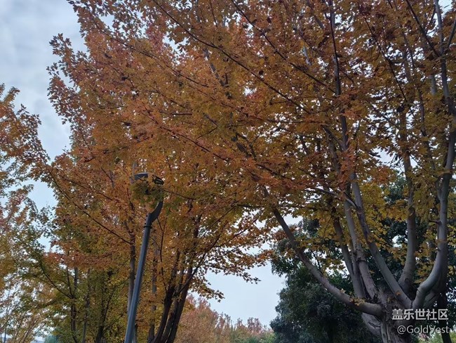 【与秋天合个影】秋意正浓，木叶尽染