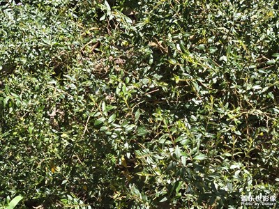 【秋尾拾光】+路边的植物