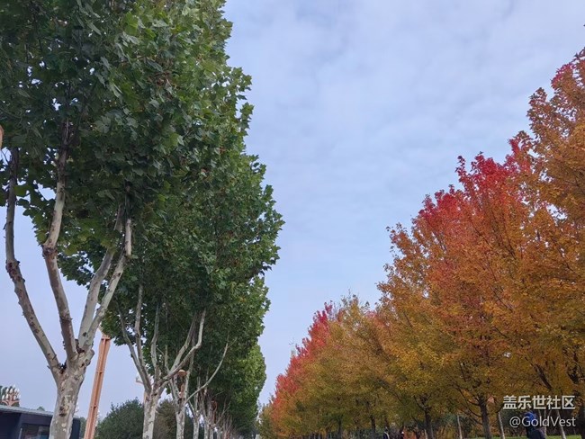 【与秋天合个影】秋意正浓，木叶尽染