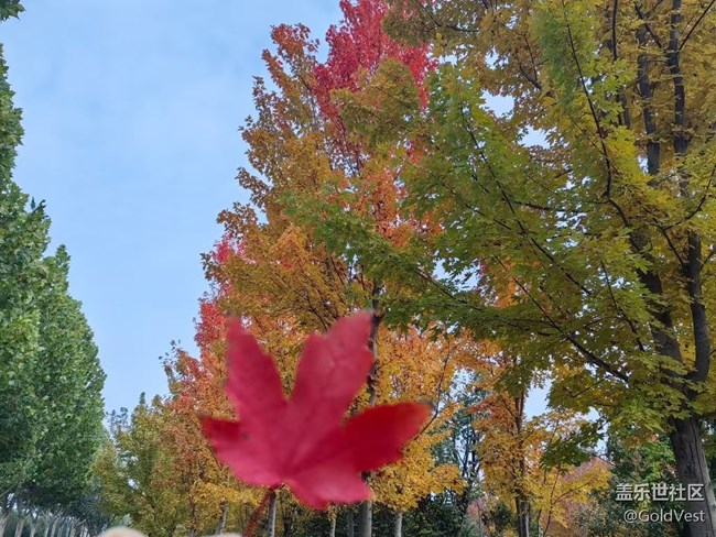 【与秋天合个影】秋意正浓，木叶尽染