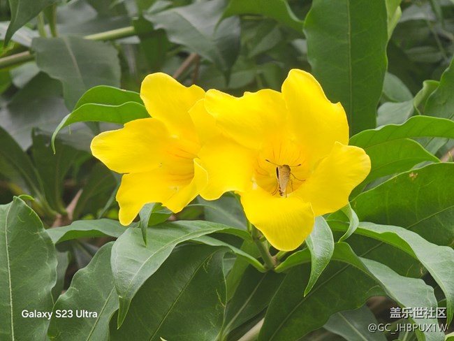 【拾秋镜画】看花开