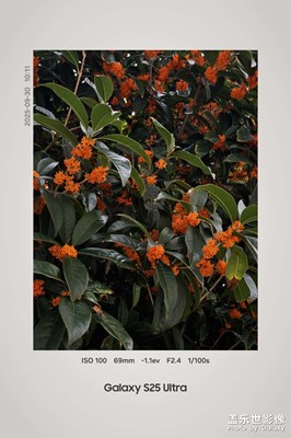 我想送你一枝金桂花