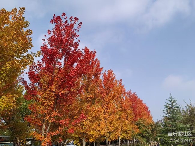 【与秋天合个影】秋意正浓，木叶尽染