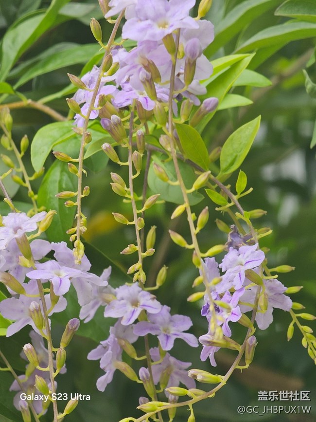 【拾秋镜画】看花开