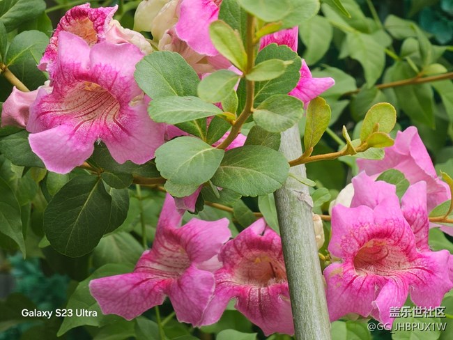 【拾秋镜画】看花开