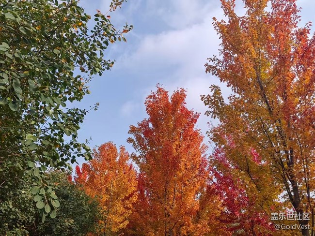 【与秋天合个影】秋意正浓，木叶尽染