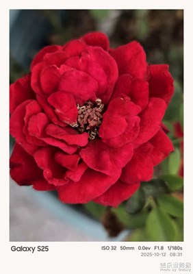 【秋尾拾光】记录盆栽花朵