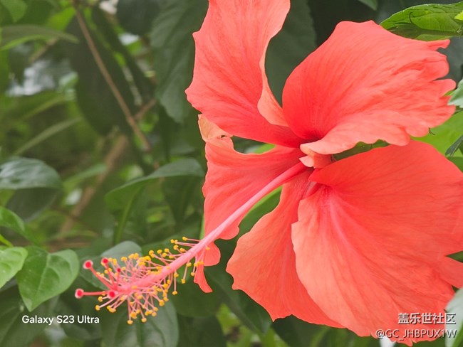 【拾秋镜画】看花开