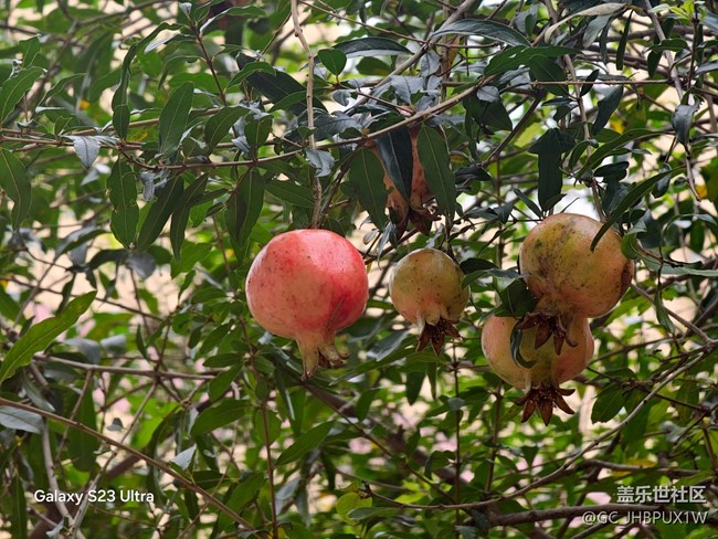 【拾秋镜画】看花开
