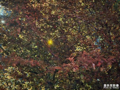 【秋尾拾光】万物生机