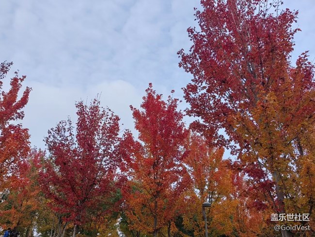 【与秋天合个影】秋意正浓，木叶尽染