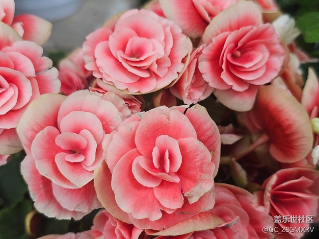 【生活微光】门口花坛