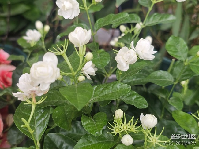 【生活微光】门口花坛