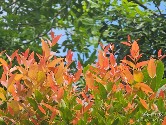 【秋天的明信片】回家路上