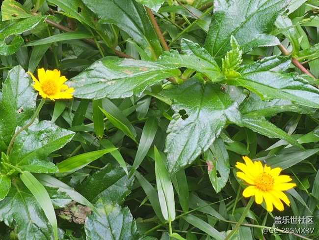 【与秋天合个影】公园闲逛