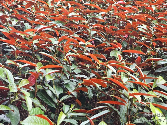 【与秋天合个影】多云