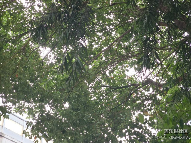 【与秋天合个影】多云