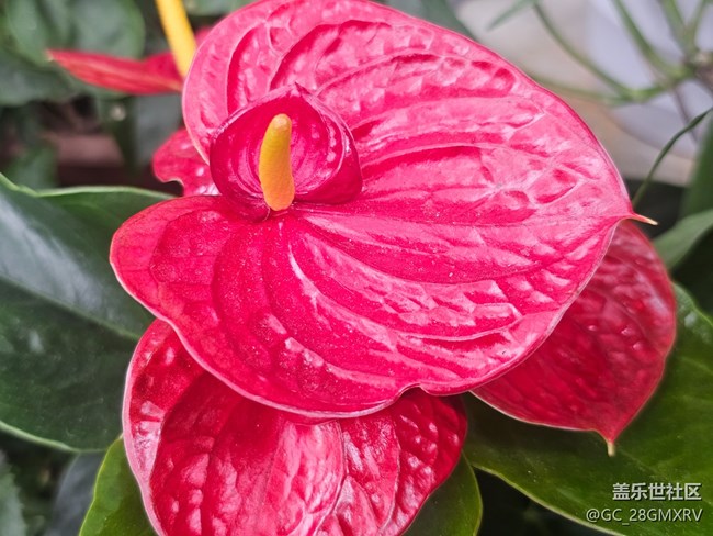 【生活微光】门口花坛