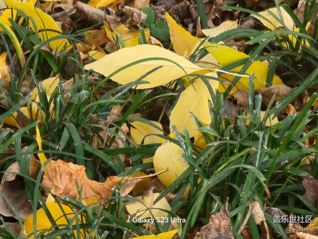 【生活微光】落叶