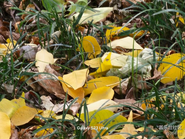 【生活微光】落叶