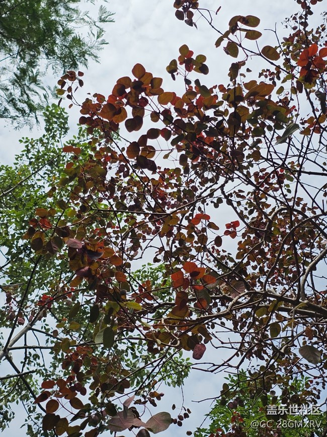 【秋天的明信片】回家路上