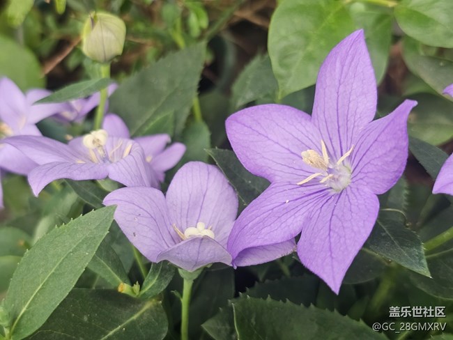 【生活微光】门口花坛