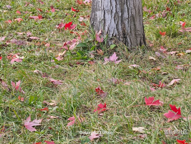 【生活微光】落叶