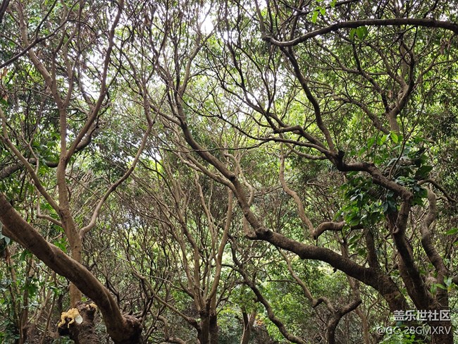 【与秋天合个影】林中小路