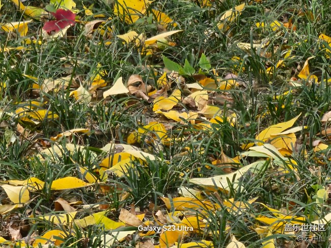 【生活微光】落叶