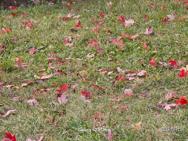 【生活微光】落叶